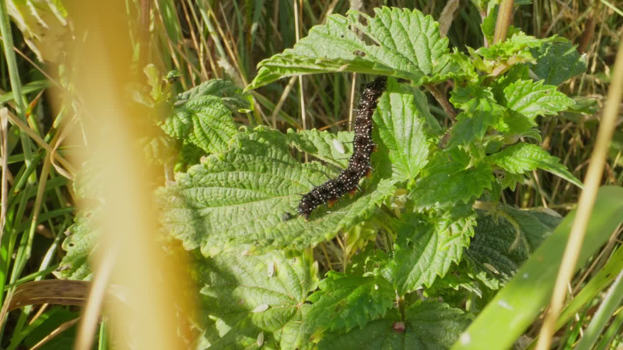 Peacock caterpillar eating in grass, mostly camouflaged in leafy background