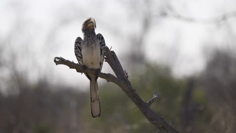 Cálao-De-Pico-Amarillo-Del-Sur-Encaramado,-Rascándose-La-Cabeza,-Kruger-N