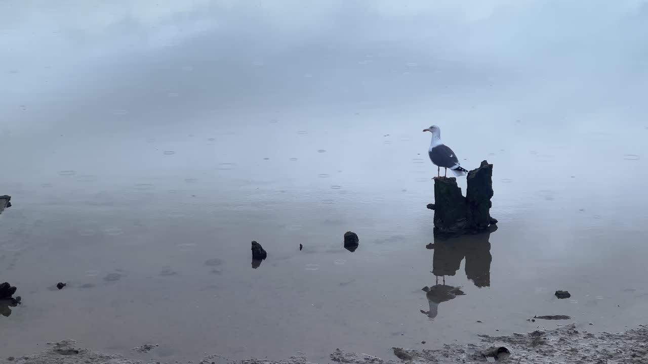 Solitary seagull stands on a rock amid a misty beach scene in Barbate, Andalusia. The tranquil setting captures the serene beauty of nature with reflections on the wet sand under the rain