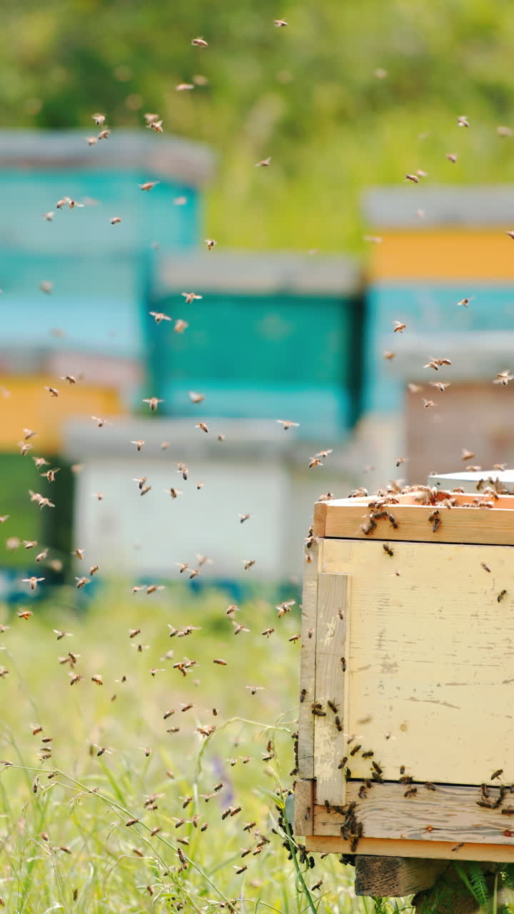Numerous irritated bees flying in the apiary. Some honey insects covered the wooden hive. Greenery and hives at backdrop in blur. Vertical video