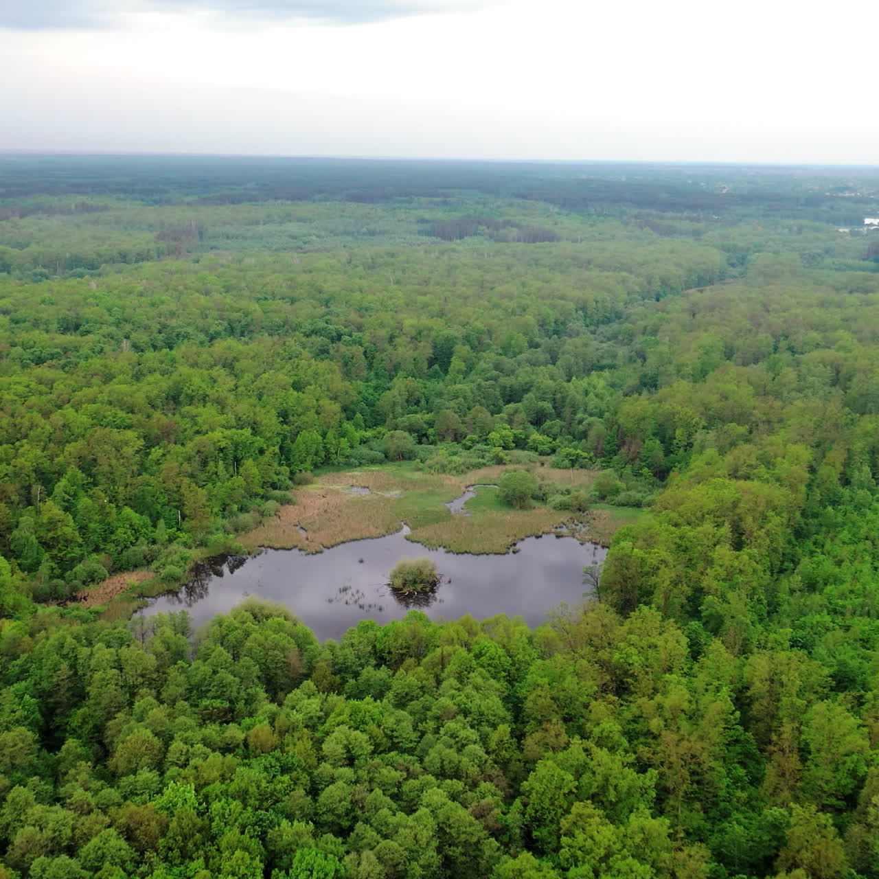 Amazing view of a small lake in forest. Beautiful landscape of natural background of various kinds of trees and a wild lake in forest. Aerial view. Slow motion.