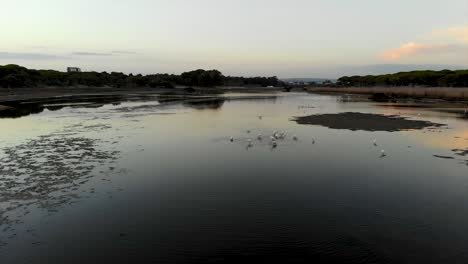 aves que se alimentan en un estanque al anochecer