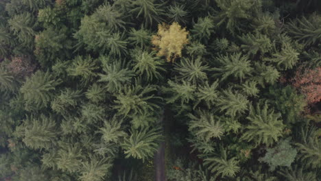 一條路在秋天穿過捷克的混合針葉樹林