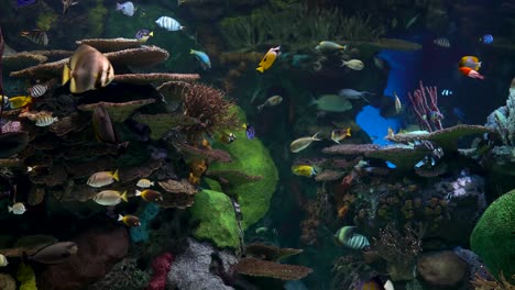 large aquarium decorated with a coral reef with tropical fish, turtles and stingrays