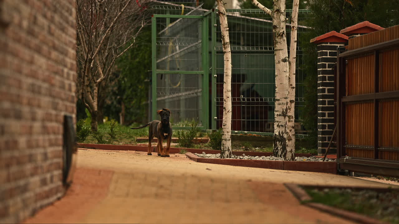 Afar Domestic Belgian Malinois Dog Standing Outside Next to Exterior Home Entrance, Looking Towards Camera and Shaking Head