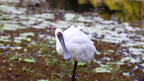 spoonbill bird preening by a pond