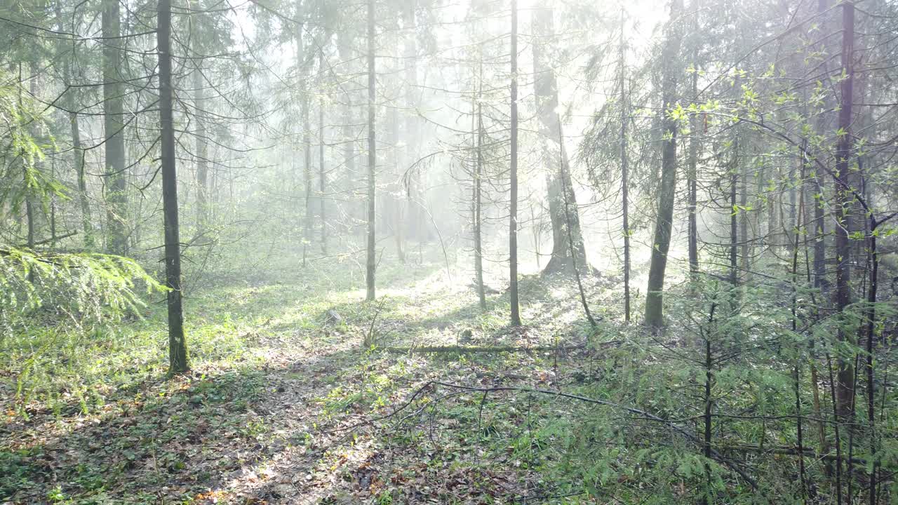 Beautiful mystic forest with green moss and lovely sun rays with misty steam and rain.