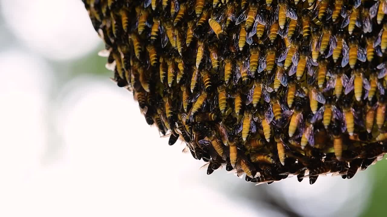 se sabe que las abejas melíferas gigantes construyen grandes colonias de nidos con bolsillos simétricos hechos de cera para almacenar miel como fuente de alimento.