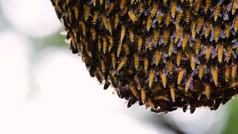 Se-Sabe-Que-Las-Abejas-Melíferas-Gigantes-Construyen-Grandes-Colonias-De-Nidos-Con-Bolsillos-Simétricos-Hechos-De-Cera-Para-Almacenar-Miel-Como-Fuente-De-Alimento.