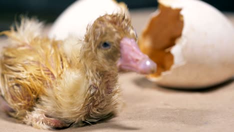 a baby duck who has just hatched from an egg is trying to make its first moves