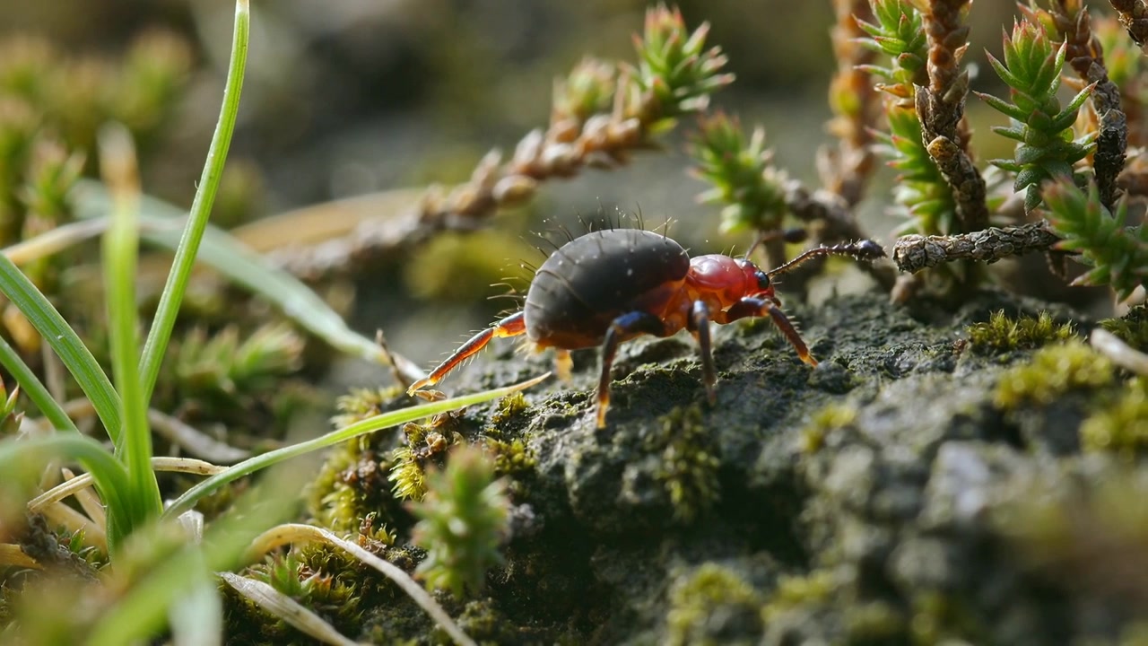Leaving moss mound, walking red-headed arthropod probing lichen rock, investigating twig and grass