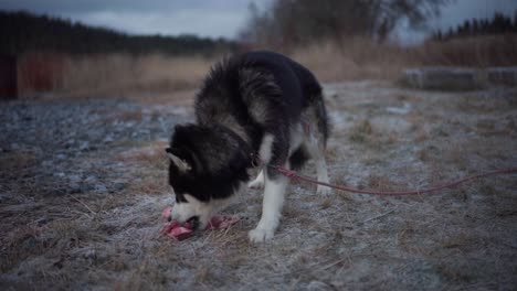 Un-Malamute-De-Alaska-Royendo-Un-Hueso---Cerrar