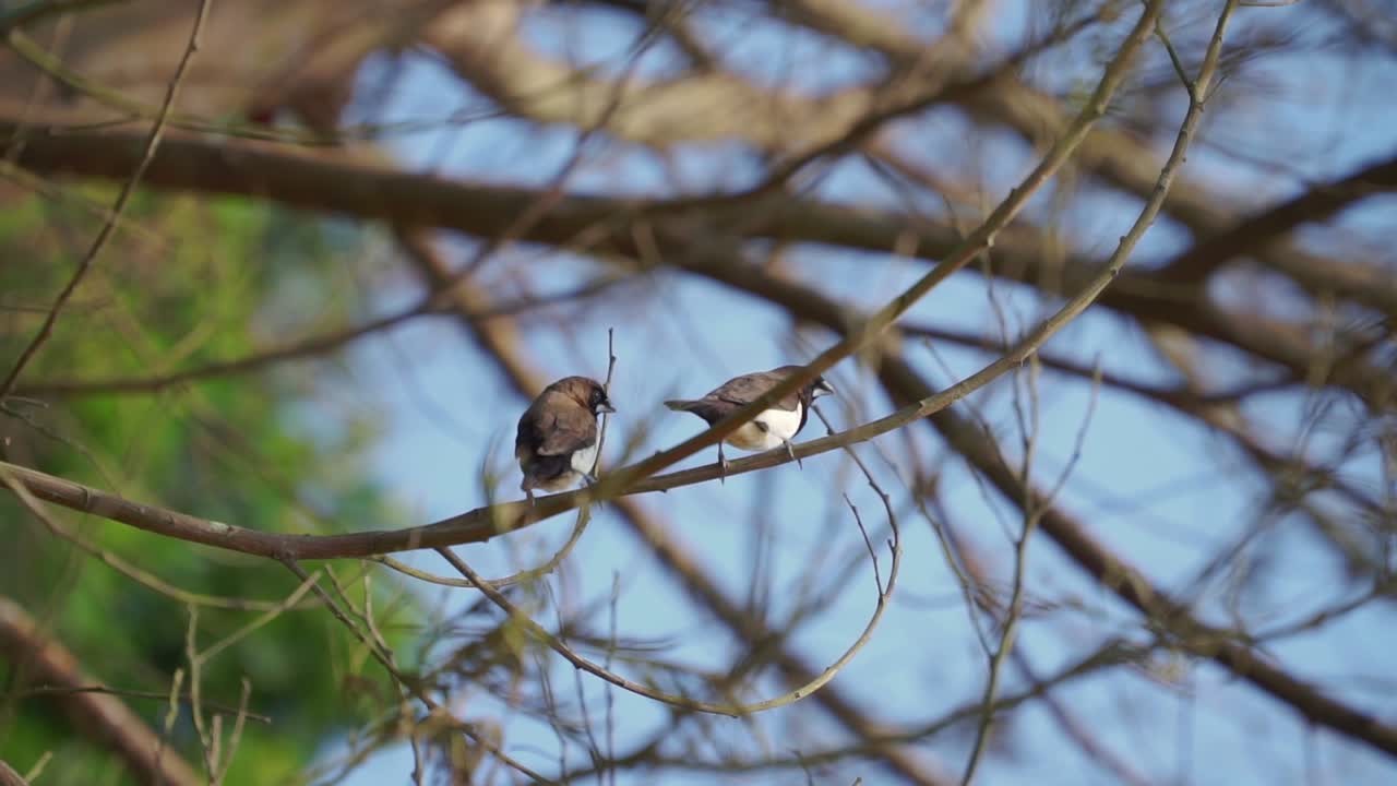 아침에 나무 가지에 두 마리의 새