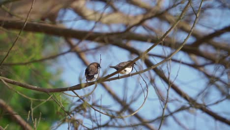 Zwei-Vögel-Auf-Dem-Ast-Am-Morgen