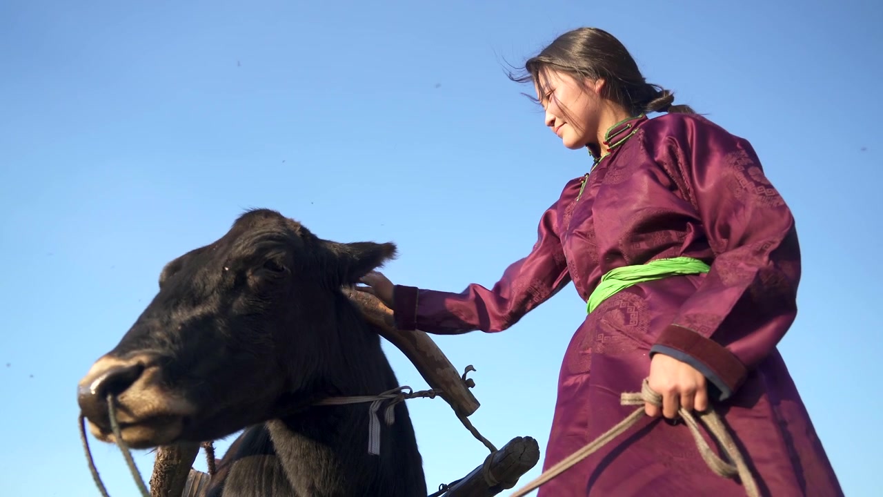 Mongołka w tradycyjnym stroju głaszcząca jaka