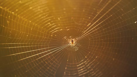 spider on a web at sunset