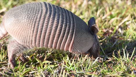 primer plano de armadillo en luz dorada