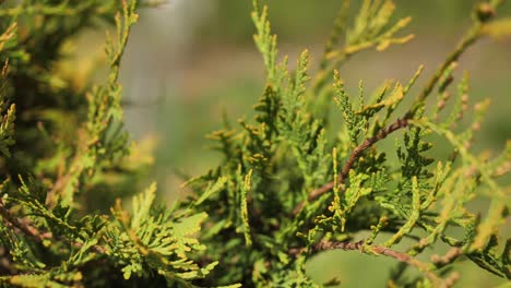 primer plano de una thuja de hoja perenne