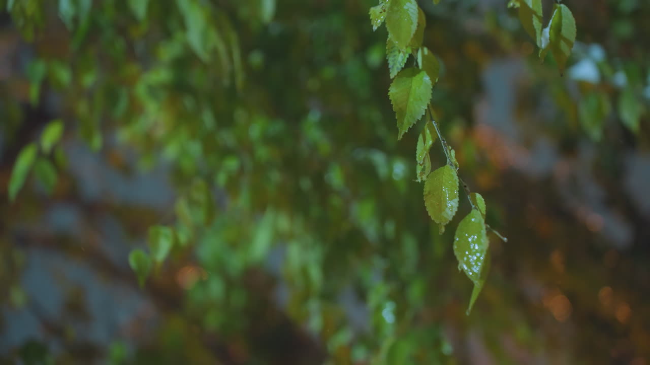 hojas verdes balanceándose suavemente en el viento, suavemente resaltadas por la luz dorada en un fondo borroso, capturando el movimiento sereno y la belleza natural al anochecer