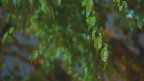 green leaves swaying gently in the wind, softly highlighted by golden light in a blurred background, capturing the serene movement and natural beauty at dusk