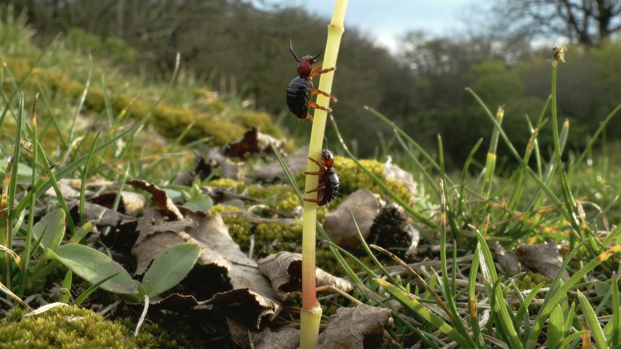 Climbing redheaded beetles moving up stalk in meadow with lower beetle climbing to reach higher one