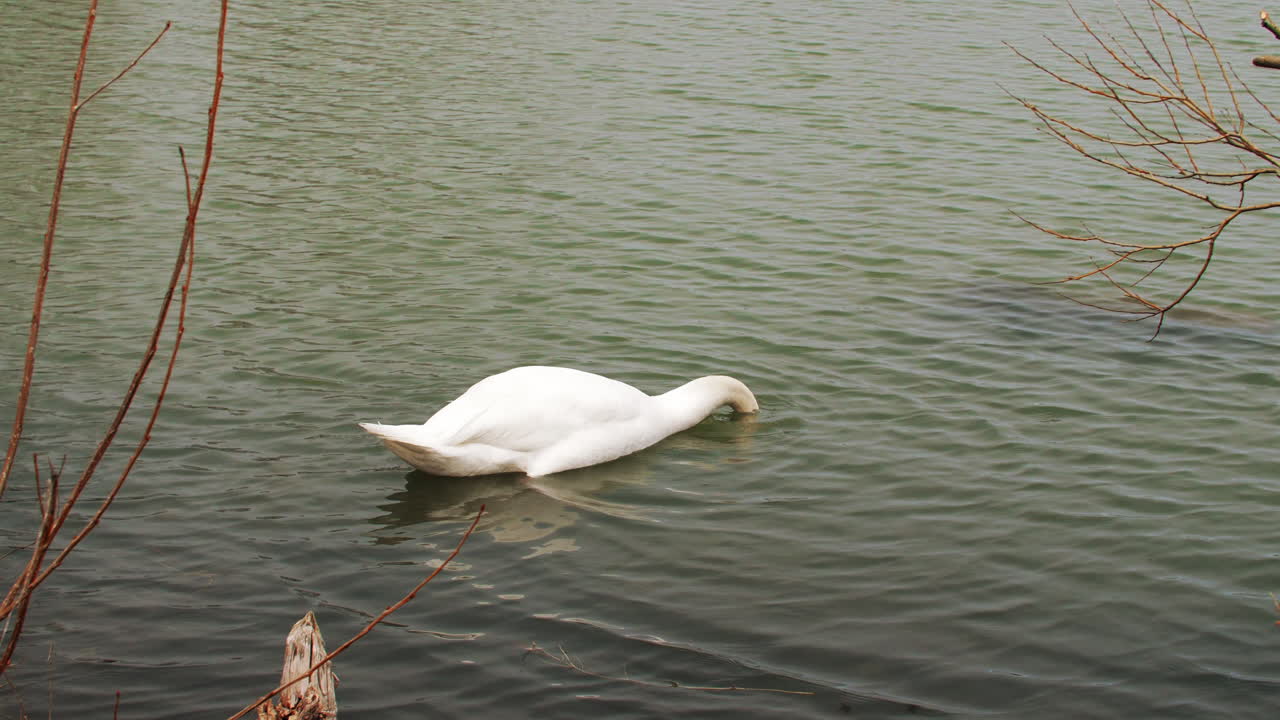 disparo en cámara lenta de un cisne nadando en un pequeño cuerpo de agua, limpiándose y buscando comida