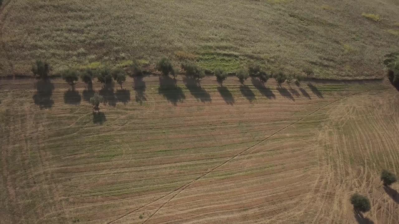Drone view above wheat fields after the harvest