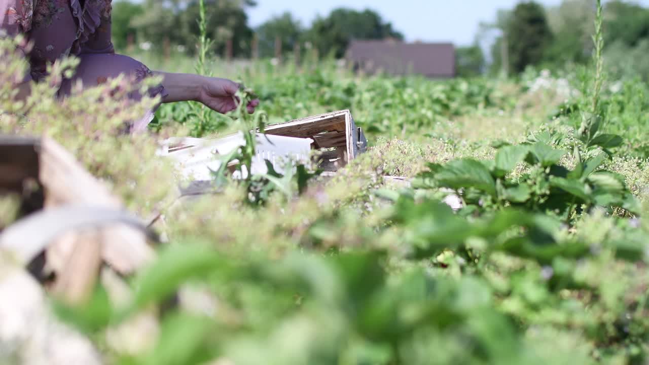 agricultrice ramassant des fraises rouges, poussant à l'extérieur dans le sol éco récolte agricole naturelle