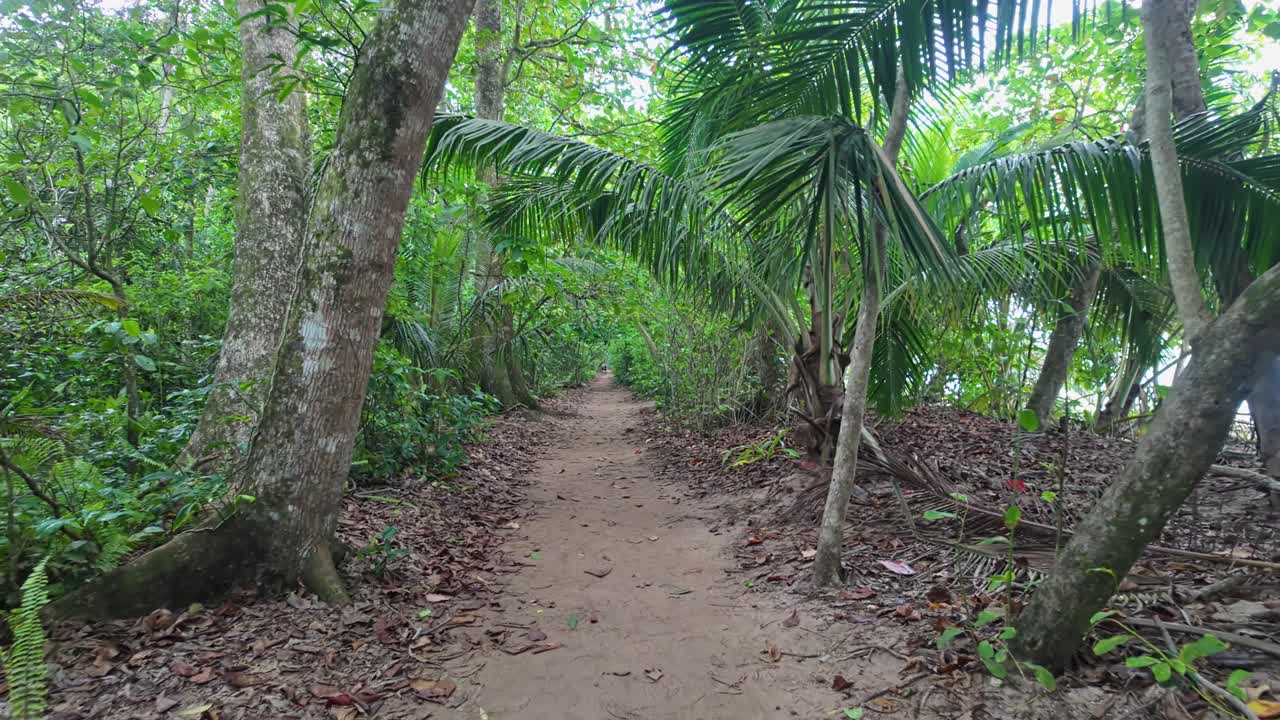 A leisurely walk on the hiking trail of Cahuita National Park among lush forests and rich flora in Costa Rica