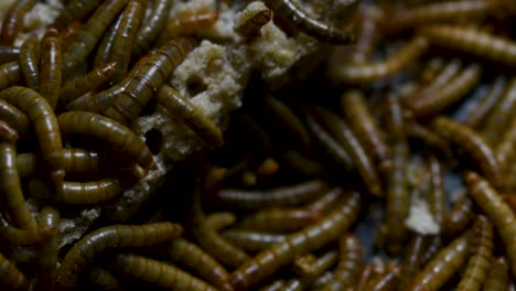 The-Mealworm-is-a-species-of-Darkling-Beetle-used-to-feed-pets-like-fish,-snakes,-birds,-and-frogs