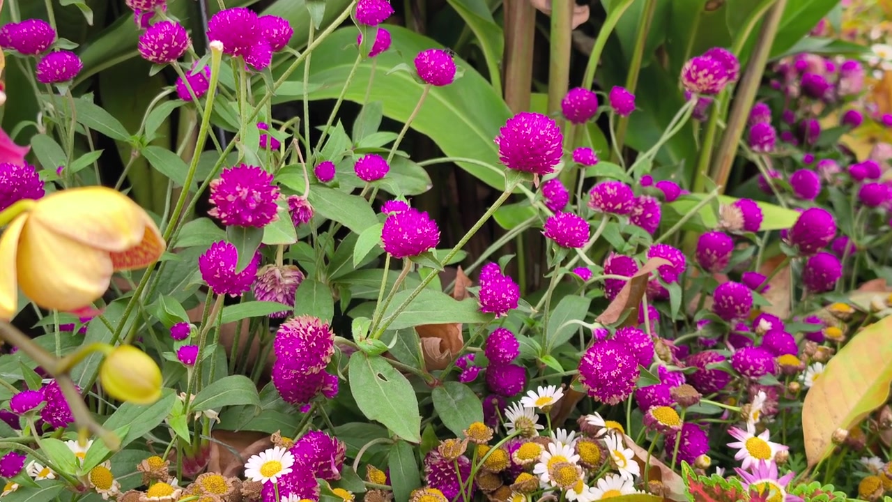 Fitta piantagione di fiori di Amaranto Globoso magenta brillante. Bellissime fioriture ornamentali riempiono densamente l'aiuola. Colori vivaci creano un motivo naturale mozzafiato
