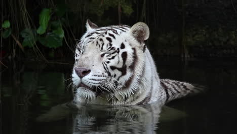 tigre blanco sumergido bajo el agua