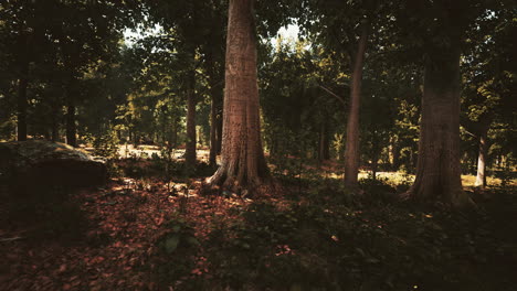 misty beech forest on the mountain slope in a nature reserve