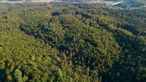 Imágenes-Aéreas-De-Drones-De-4k-De-Bosques-Salvajes-Que-Muestran-El-Exuberante-Paisaje-Con-Diversidad-De-Flora-Y-Fauna