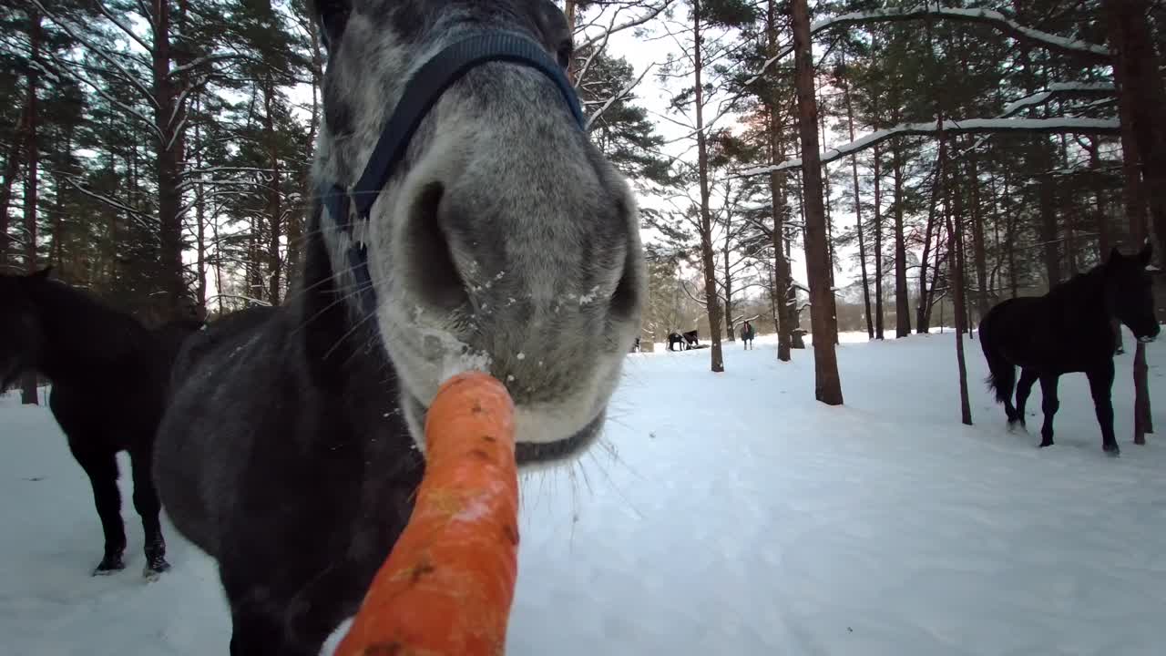 pov кормление лошади морковью
