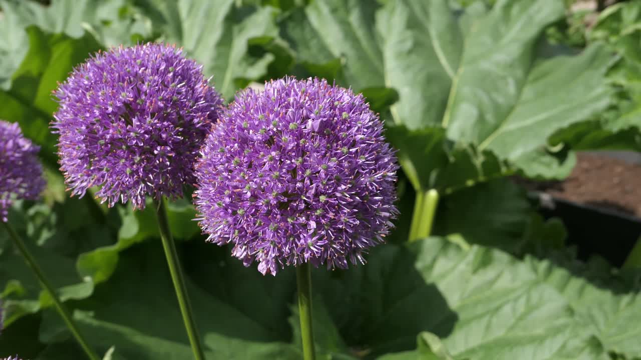 Purple Sensation Allium flowers growing in garden, gardening close up