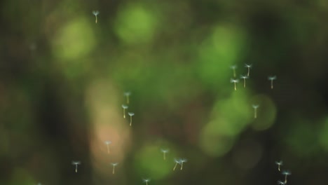 Dandelion-seeds-flying-in-the-air-blown-away-by-a-gust-of-wind