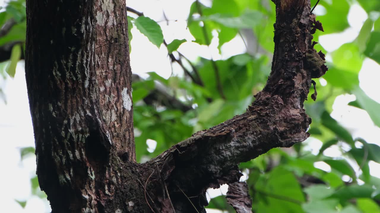 먹을 음식을 찾기가 어려워서 나 ⁇ 가지  ⁇ 에서 보이고 그 뒤로 가는데,  ⁇ 은 나무 ⁇ 이 피쿠스 비타투스, 암 ⁇ , 태국