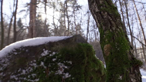 Footage-of-a-beautiful,-snowy,-pine-forest-in-the-mountains-during-the-winter