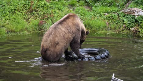 female brown bear playing with an old car tire