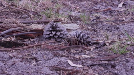 a person walking in the dirt barefooted past a pinecone, turning and walking back