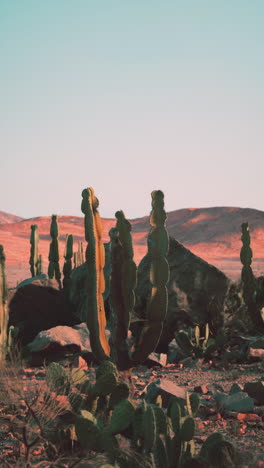 paisaje desértico con cactus