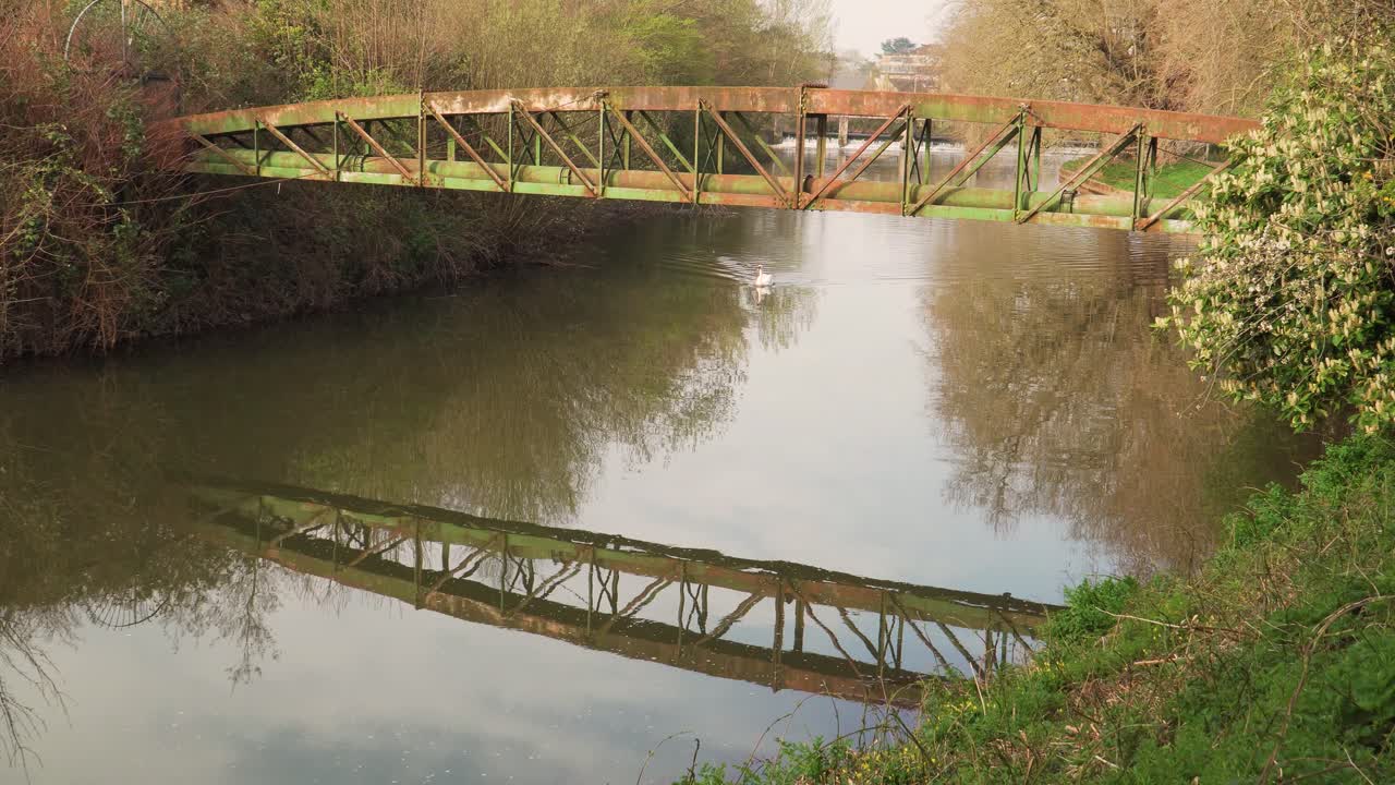 4k gran cisne nadando bajo un puente de metal en el tono del río taunton somerset