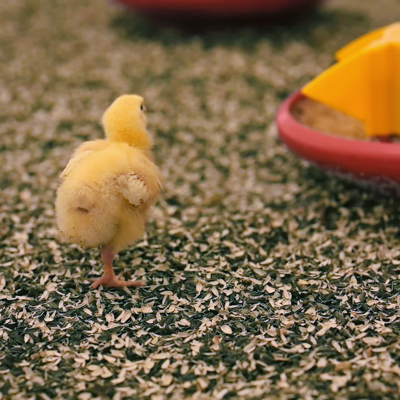 Broiler chicken on sunflower shells. Little yellow chick coming to a feeder on a poultry farm. Close-up