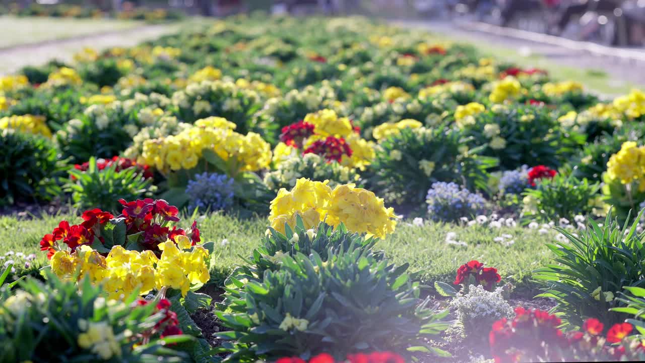 Slow motion close up view of Bees flying through summer flowers in Luxembourg Palace garden in Paris.