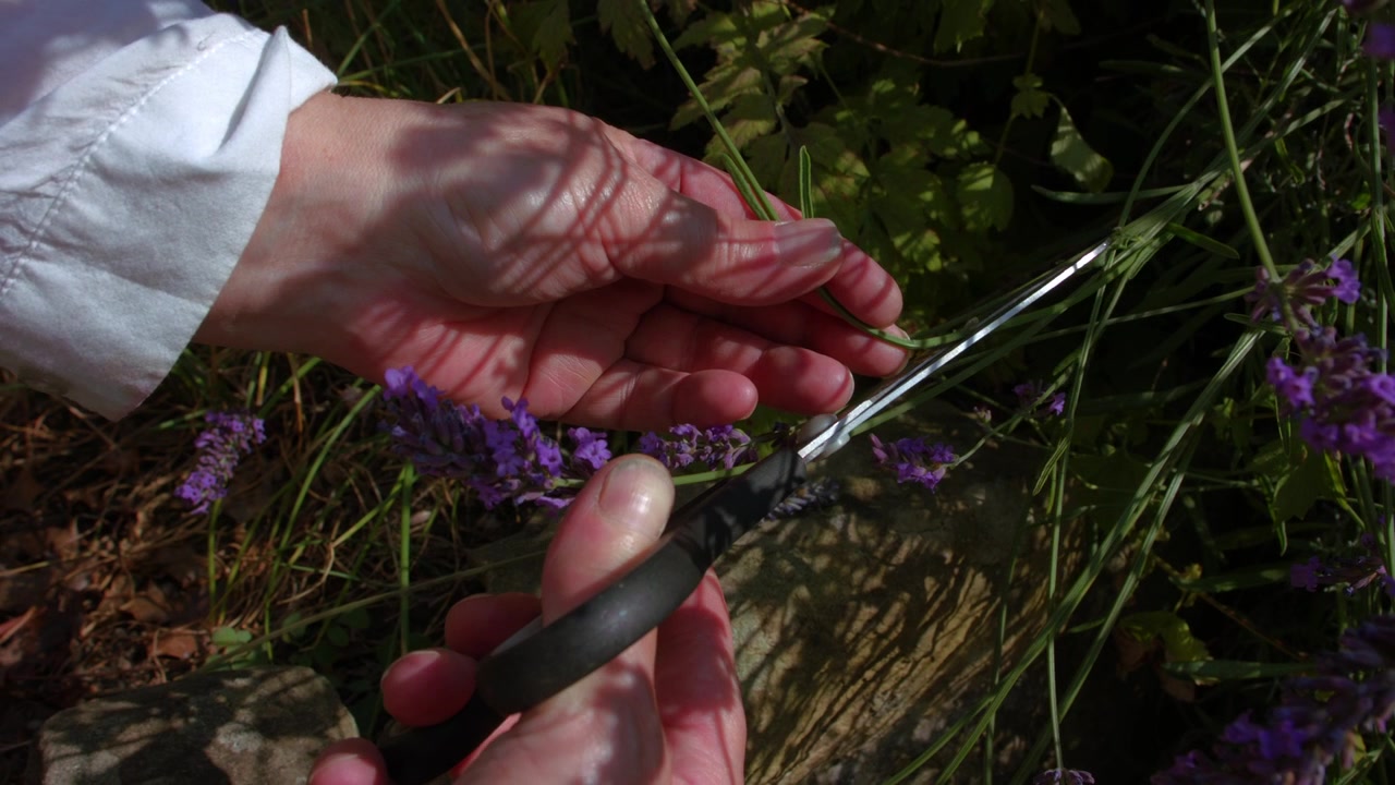 Mano che taglia e raccoglie fiori di lavanda, ripresa ravvicinata in 4k, messa a fuoco selettiva al rallentatore.