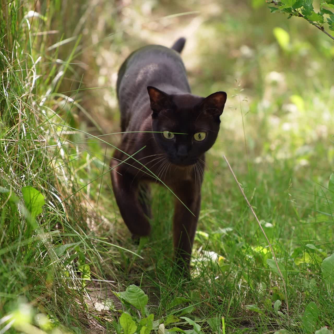 Yellow-eyed black cat walks stepping carefully in the grass. Lovely domestic feline animal in the nature background. Close up