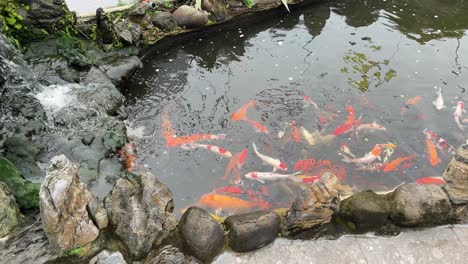 koi fish carp multicolor gold orange water pond, zen garden buddhist temple