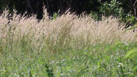 tall grass swaying gently in the breeze