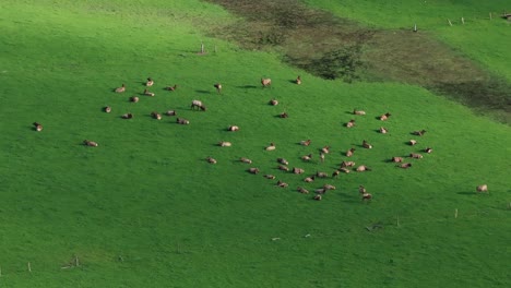 panning close up drone aerial view of an elk herd resting and grazing in a field